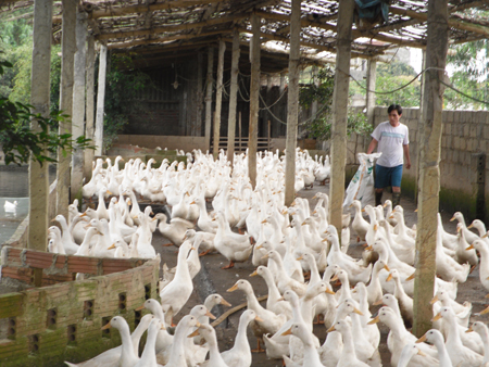 Làm giàu từ nuôi vịt